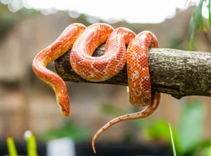 The Annual July World Snake Day